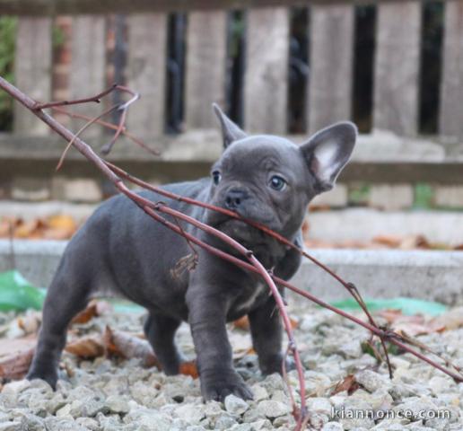 Adorables chiots bouledogues français