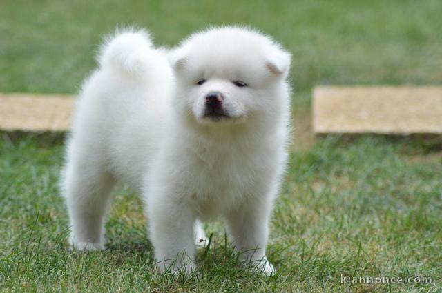 Magnifiques Chiots Spitz Nain Poméranien Pure Race, Très Haute Li