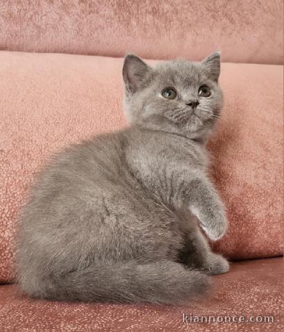 Adorables petits chatons Selkirk à adopter, très magnifique .