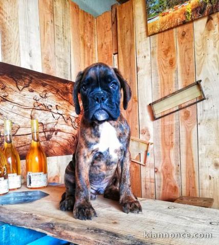 Adorable chiot Boxer a donner