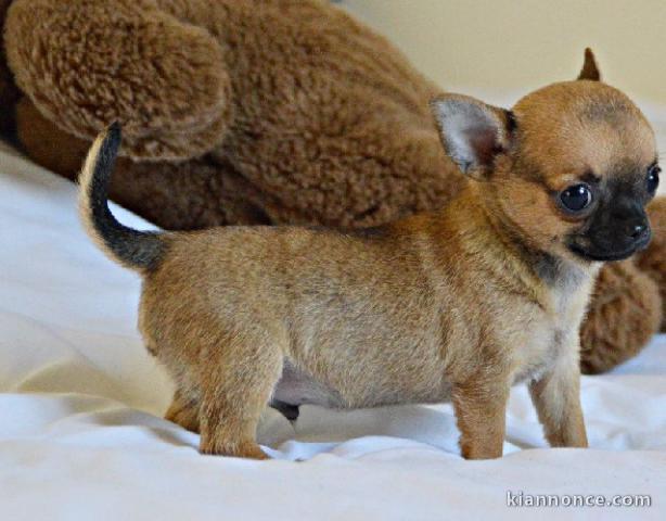 Chiot chihuahua  a donner