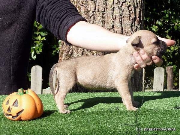 Chiot american staffordshire terrier