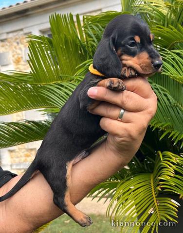 chiot Teckel a donner