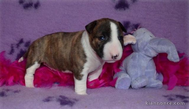 Chiot Bull Terrier a donner