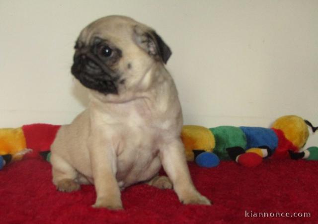 chiots carlin  a donner