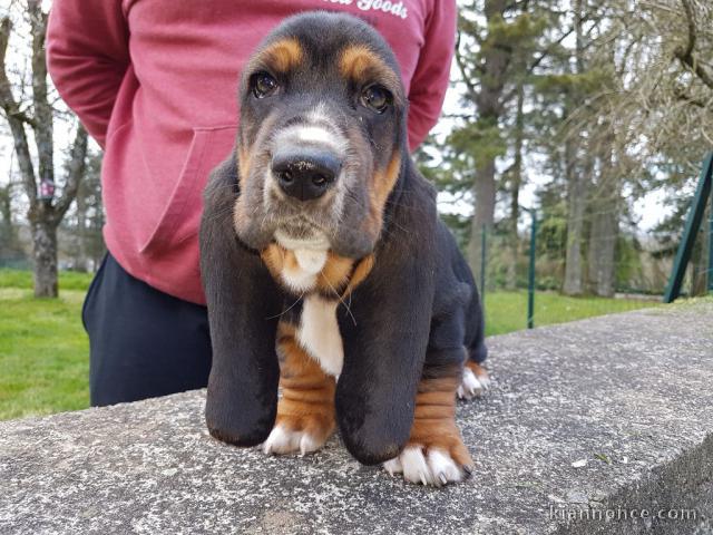 Chiots Basset Hound a donner