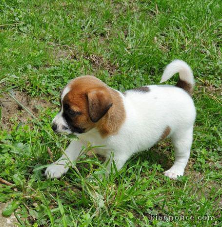 Chiot jack russell a donner