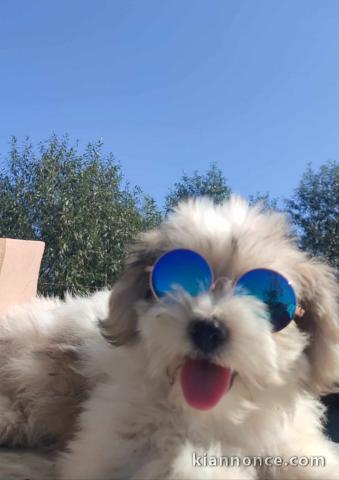 Bichon Havanais chiots