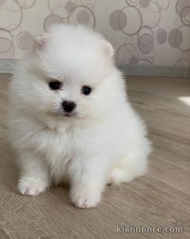 Adorable chiot Spitz pomeranian