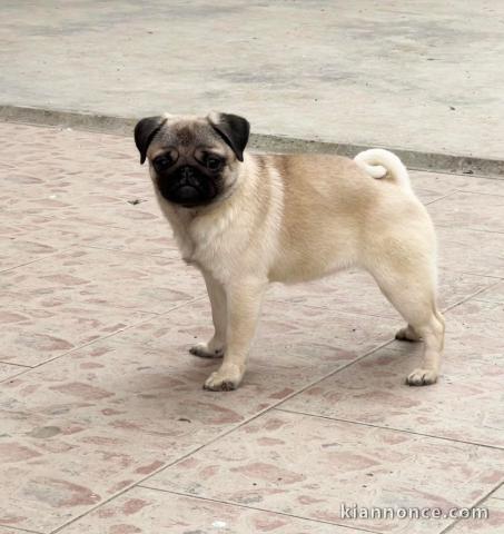 Carlin jeunes femelles