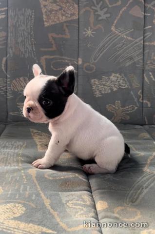 Bulldog français chiots à vendre