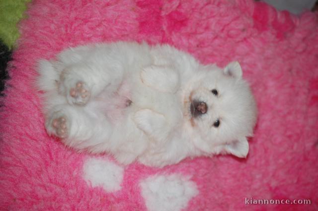 Adopté chiot spitz allemand femelle