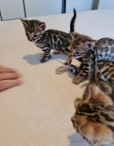 Chaton bengal  a donner