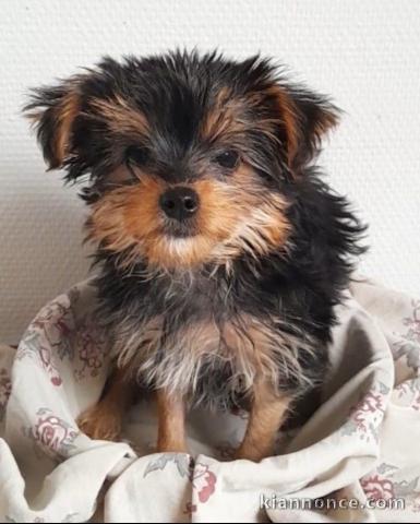 Magnifique chiot yorkshire femelle 