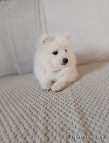 Aimable spitz japonais 