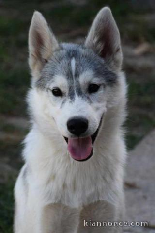 Husky sibérien chiots