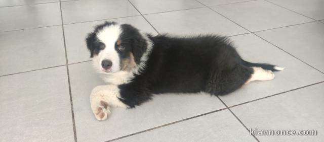 Adorable BERGER AUSTRALIEN 