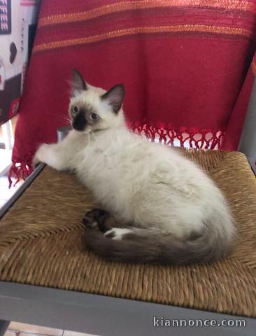 Magnifique chaton sacré de Birmanie  