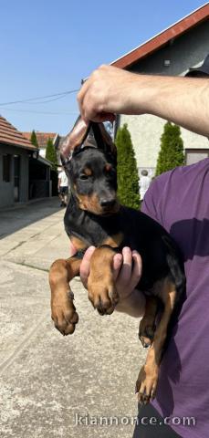 DOBERMAN chiots à vendre