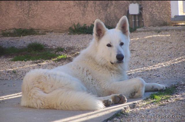 Magnifique Berger blanc suisse à donner 