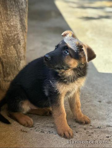 Superbe Chiot berger allemand poil court 
