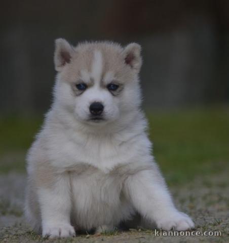 Chiot Siberian Husky lof a donner