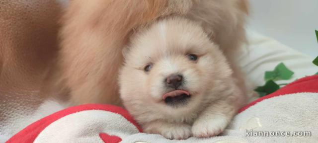 Spitz de Poméranie chiots