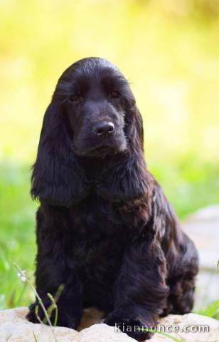 Cocker anglais chiot à vendre