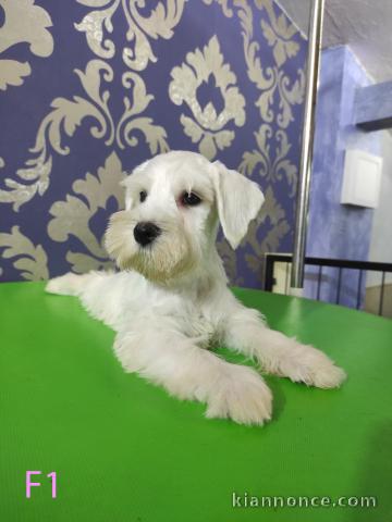 Schnauzer nain blanc chiots à vendre
