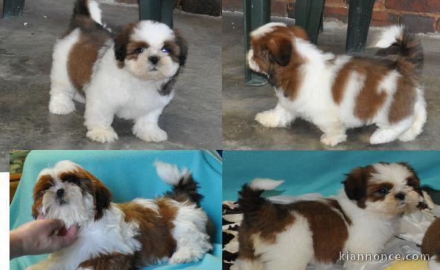 chiots Shih Tzu femelle et mâle a donner