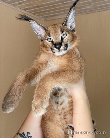 très beaux chatons, Caracal Savannah F1 et serval disponibles