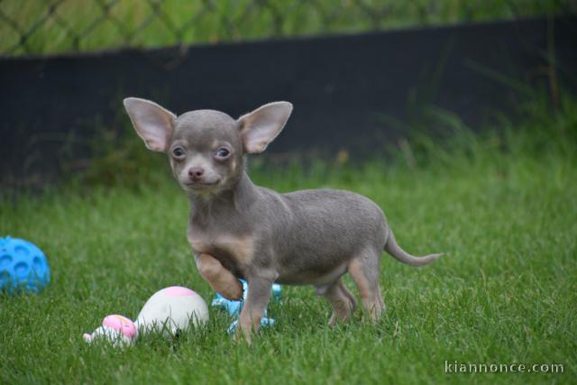 Je cèdes chiot chihuahua femelle creme