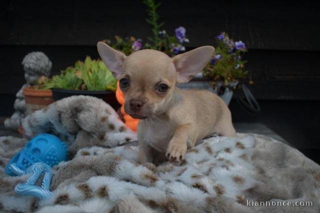chiot chihuahua femelle age de 4 mois