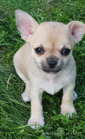 chiot chihuahua femelle age de 4 mois