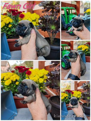 Bulldog français chiots à vendre