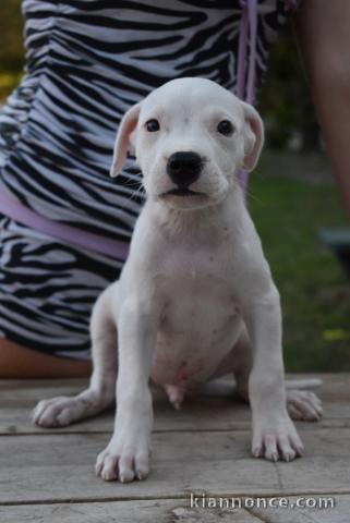Dogue Argentin beaux chiots