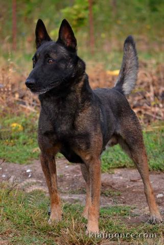 Berger Belge Malinois chiots
