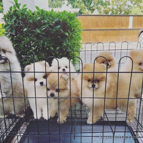 Magnifique chiots Spitz Poméranie