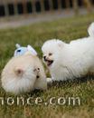Magnifique chiots Spitz Poméranie