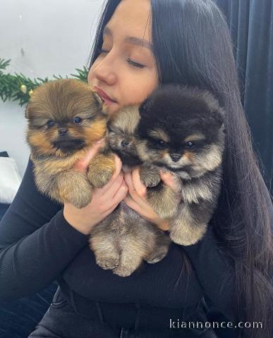 Magnifique chiots Spitz Poméranie
