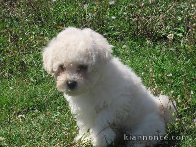 magnifique chiots bichons fraise à adopter