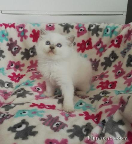 Disponible de suite pour adoption chatons ragdoll