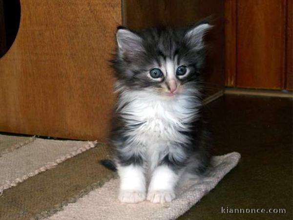 Donne petits chatons Norvegien de 3 mois