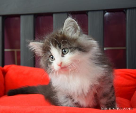 Donne petits chatons Norvegien de 3 mois