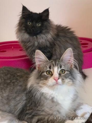 Donne petits chatons Norvegien de 3 mois