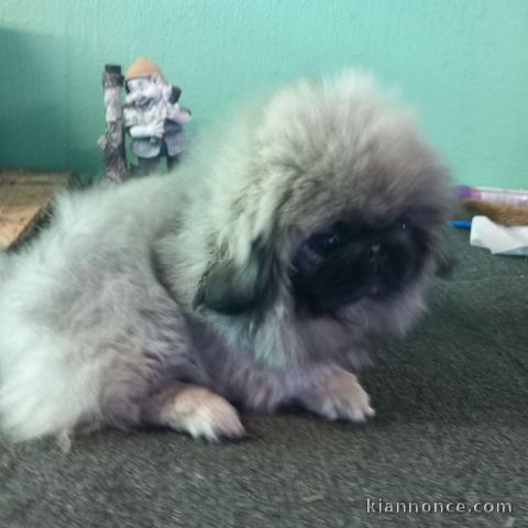 Pékinois chiots à vendre