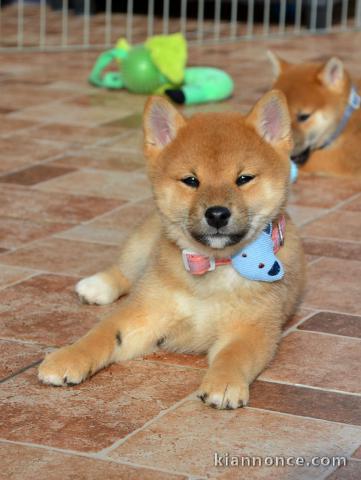 Shiba Inu beaux chiots