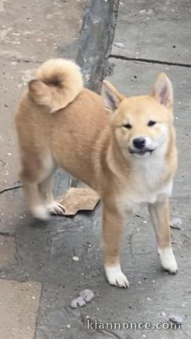 Shiba Inu chiots à vendre