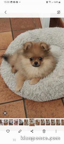 Adopté chiot spitz allemand femelle