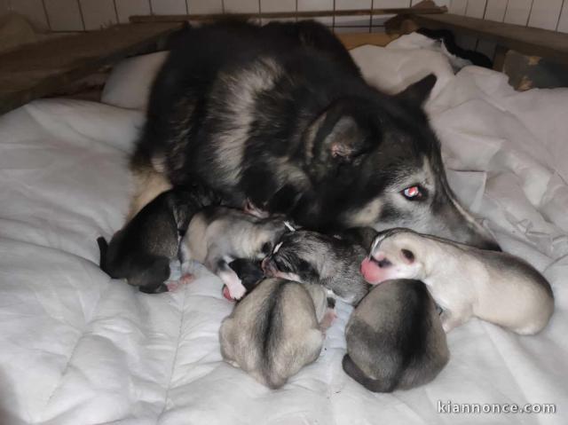 Chiots husky sibérien à réserver